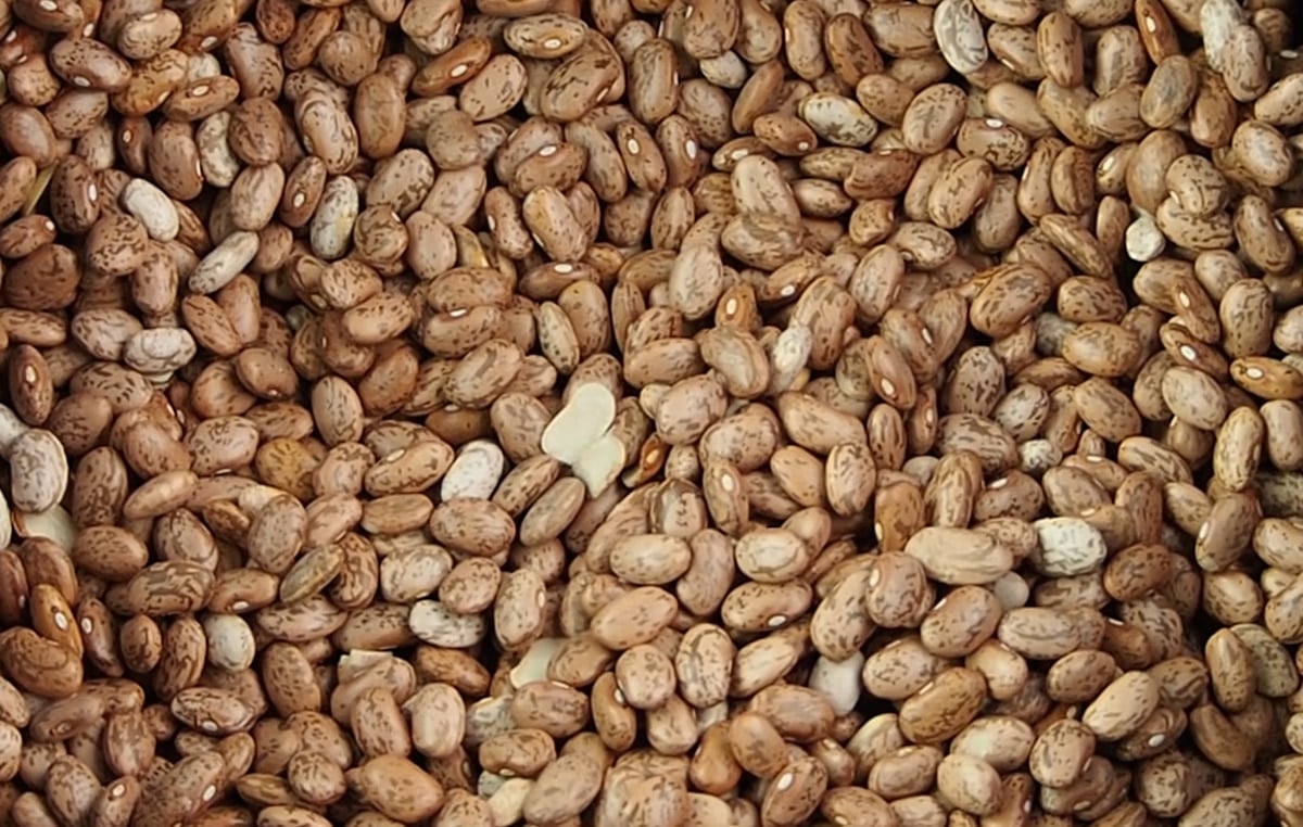 Close view of dry pinto beans
